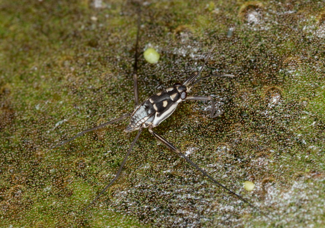 Trepobates subnitidus Gerridae