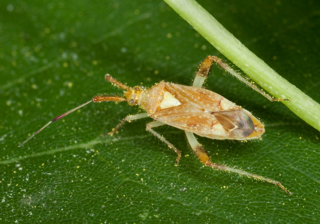 Neurocolpus sp. Miridae