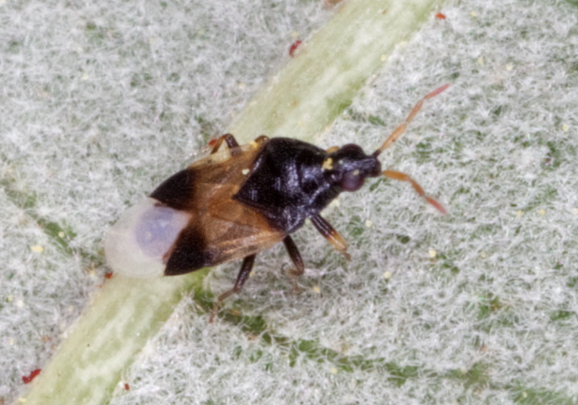 Orius insidiosus? Anthocoridae