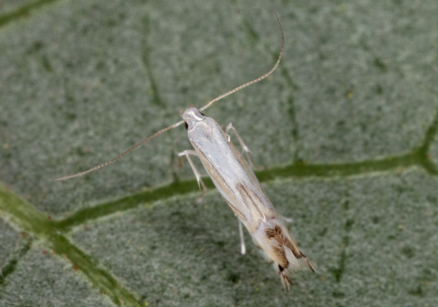 Phyllocnistis liriodendronella? Gracillariidae