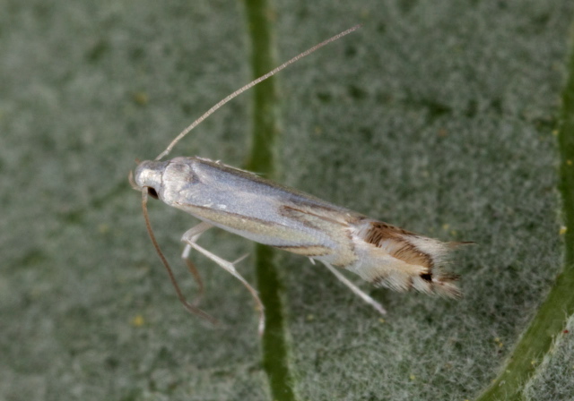 Phyllocnistis liriodendronella? Gracillariidae