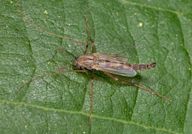 Glyptotendipes lobiferus complex Chironomidae