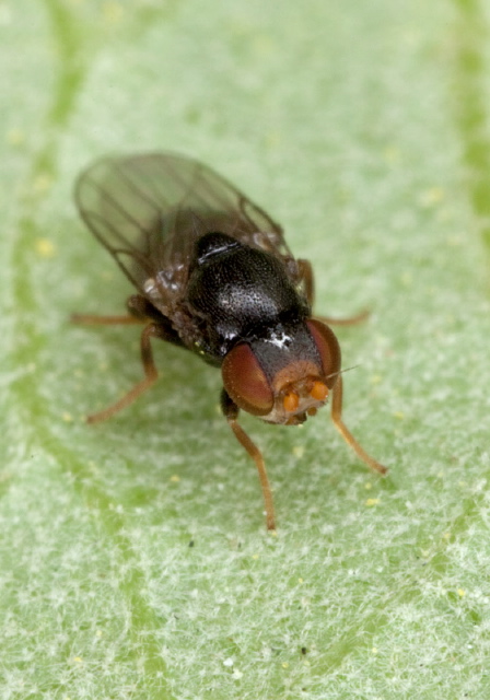   Chloropidae