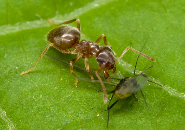 Lasius neoniger Formicidae