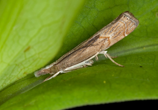 Parapediasia teterrella Crambidae