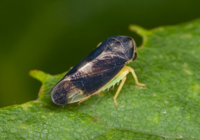 Pediopsoides distinctus Cicadellidae