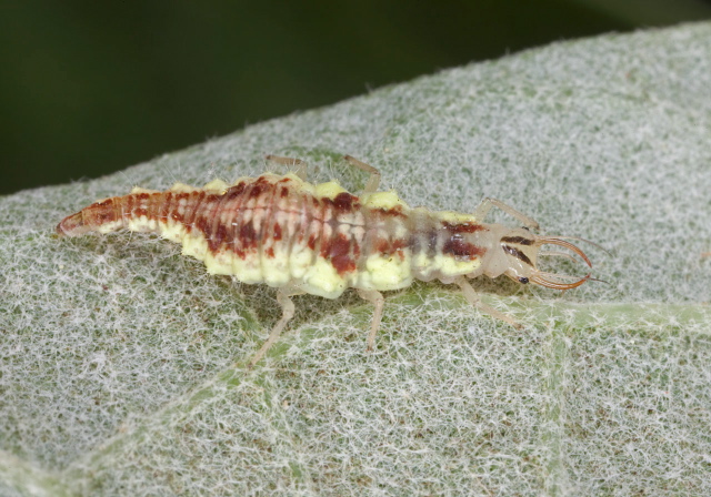 Chrysoperla sp. Chrysopidae