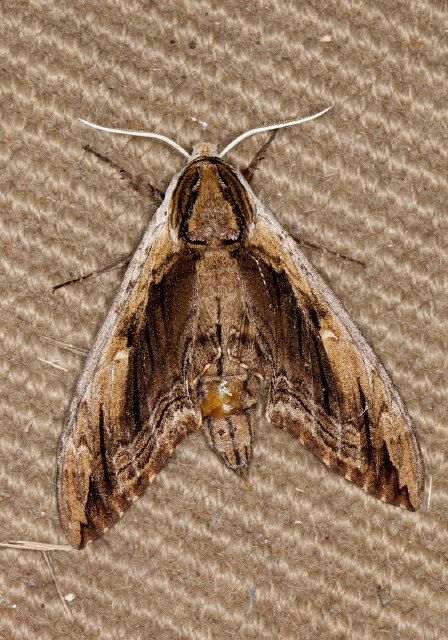 Ceratomia amyntor Sphingidae