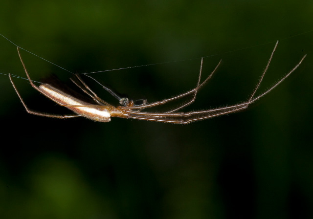 Tetragnatha straminea? Tetragnathidae