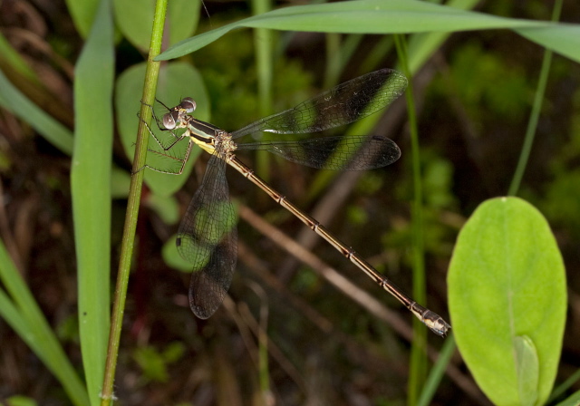 Lestes sp. Lestidae