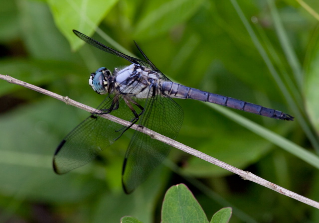 Libellula vibrans Libellulidae