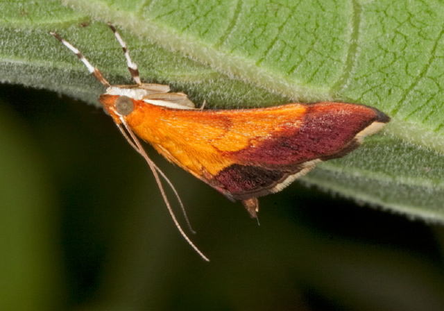 Pyrausta bicoloralis Crambidae