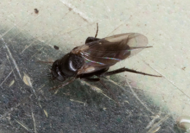 Borophaga sp. Phoridae