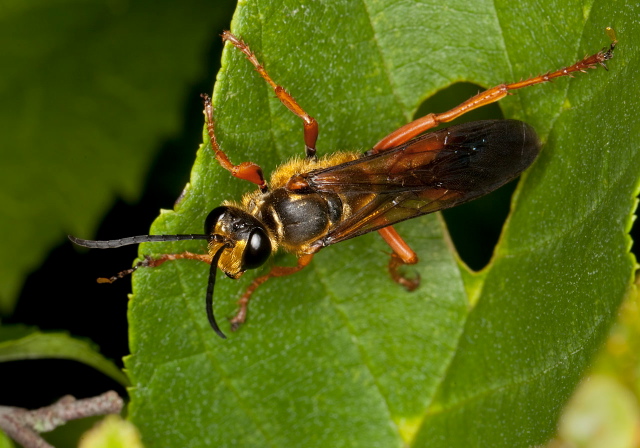 Sphex ichneumoneus Sphecidae