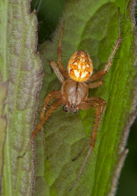 Neoscona arabesca Araneidae