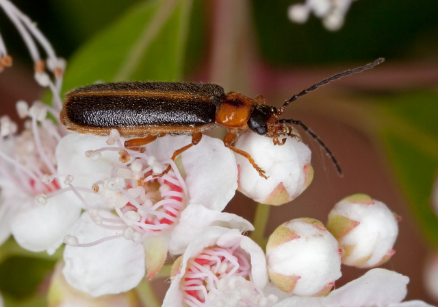 Rhagonycha imbecillis? Cantharidae