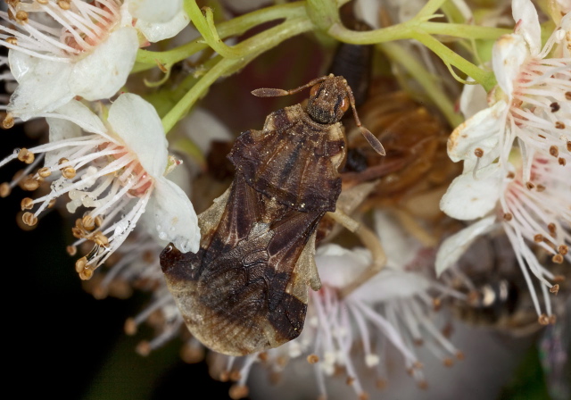 Phymata americana? Reduviidae