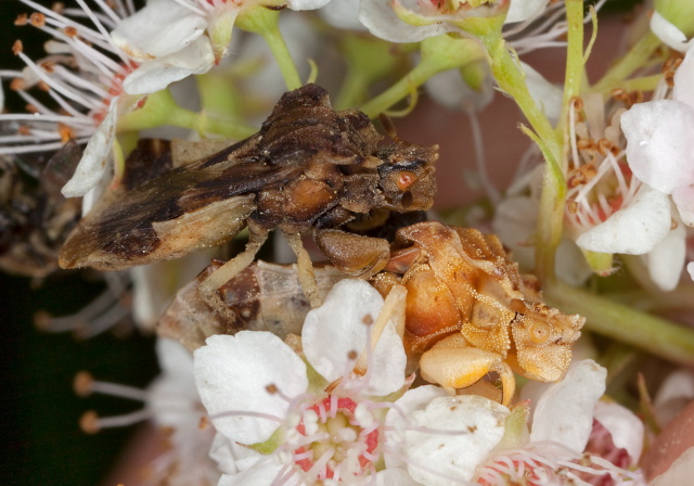 Phymata americana? Reduviidae