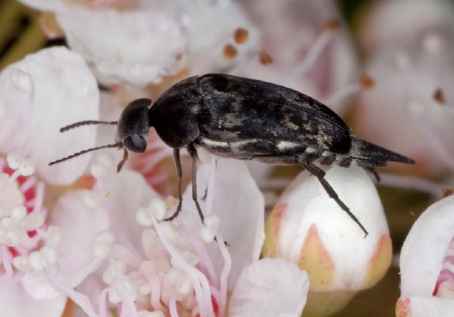 Mordella marginata Mordellidae