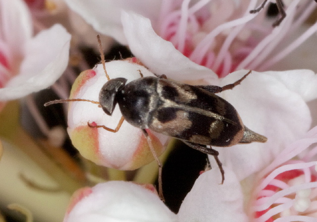 Falsomordellistena pubescens Mordellidae