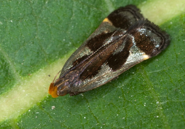 Dichomeris ochripalpella Gelechiidae