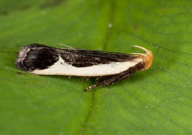 Dichomeris flavocostella Gelechiidae