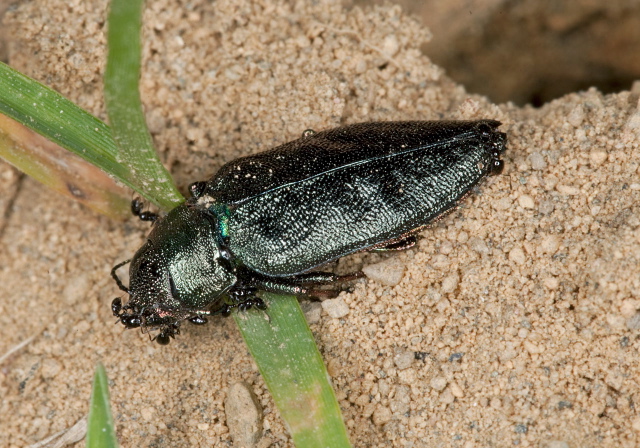 Actenodes sp. Buprestidae