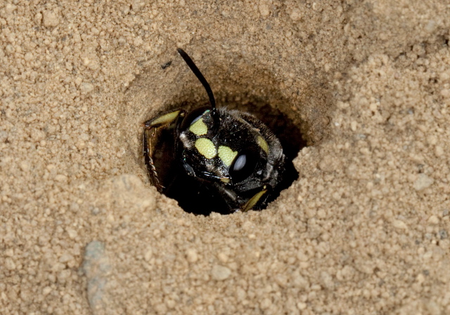 Cerceris fumipennis Crabronidae