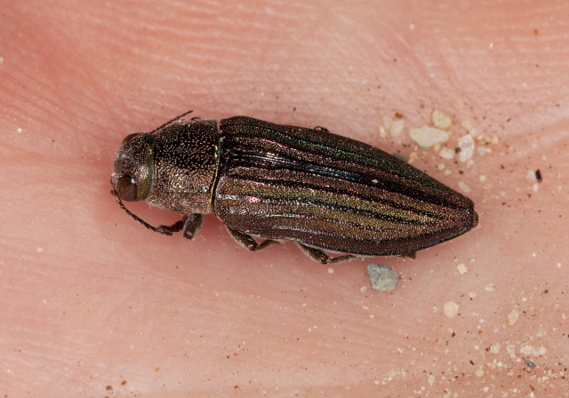 Buprestis (Cypriacis) striata? Buprestidae