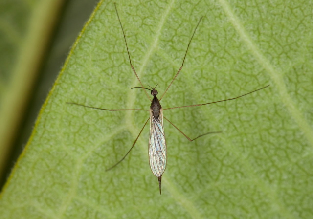 Toxorhina magna Limoniidae