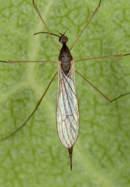 Toxorhina magna Limoniidae