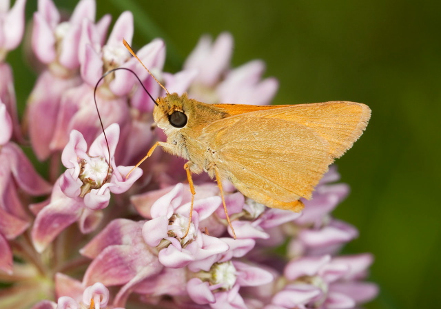 Anatrytone logan Hesperiidae