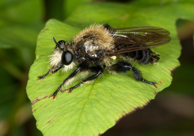 Laphria virginica? Asilidae