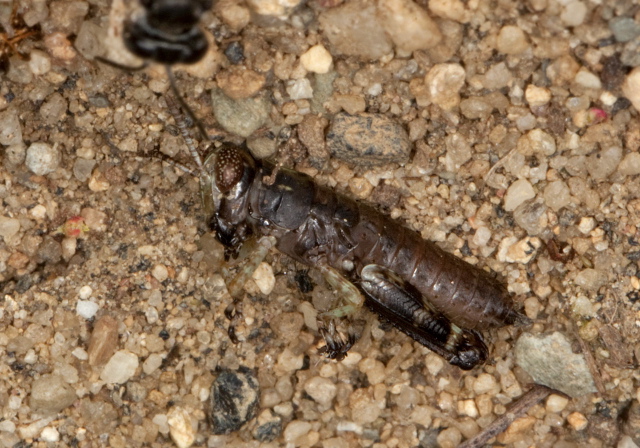   Acrididae