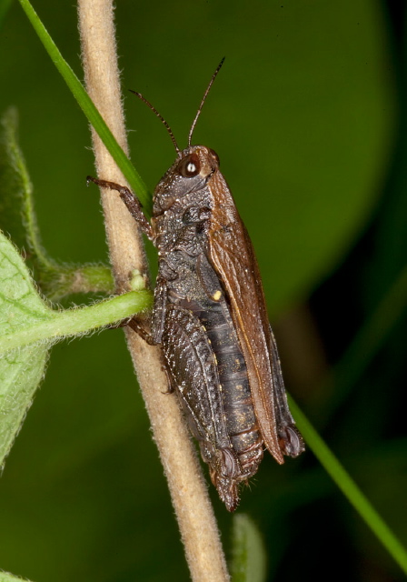 Tettigidea armata Tetrigidae