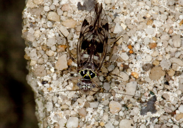 Metylophorus novaescotiae Psocidae