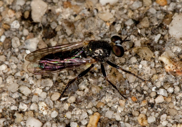 Atomosia sp? Asilidae