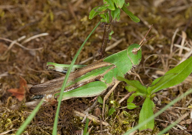 Chortophaga viridifasciata Acrididae