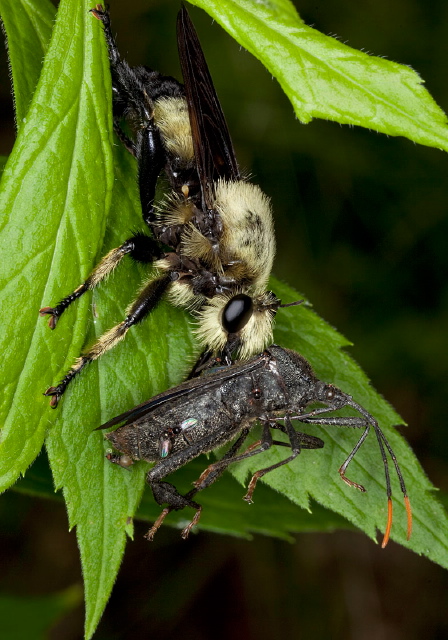 Laphria champlainii Asilidae