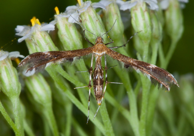 Dejongia lobidactylus Pterophoridae