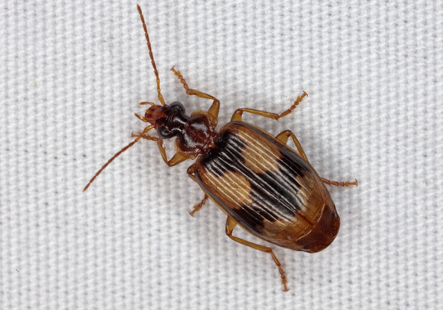 Lebia fuscata Carabidae