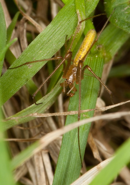 Tetragnatha laboriosa? Tetragnathidae