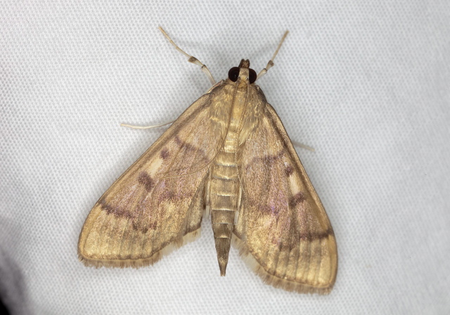 Herpetogramma aeglealis? Crambidae