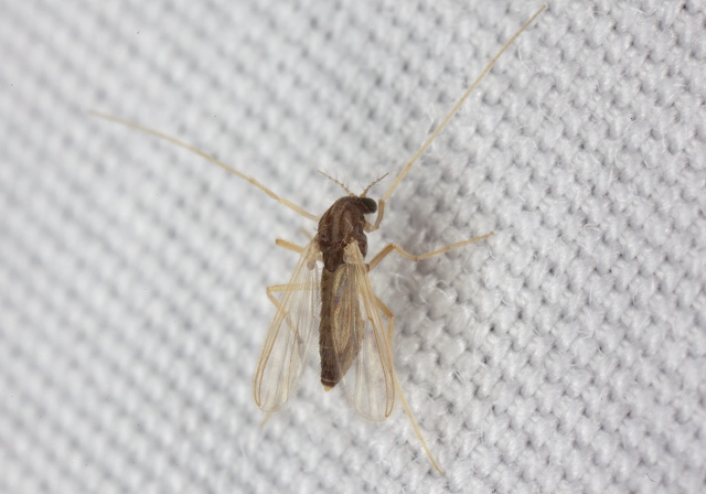 Tribelos sp? Chironomidae