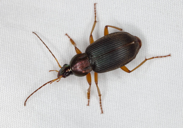 Chlaenius tricolor? Carabidae