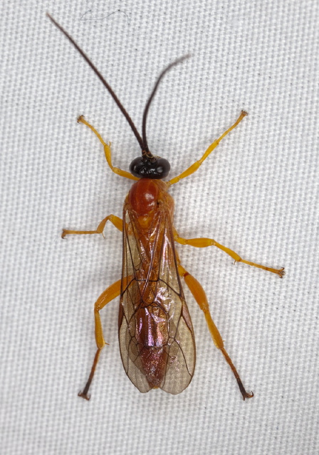 Theronia hilaris Ichneumonidae