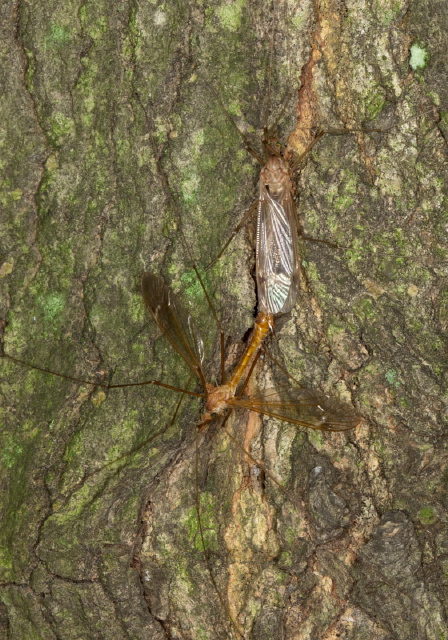 Tipula (Lunatipula) duplex? Tipulidae