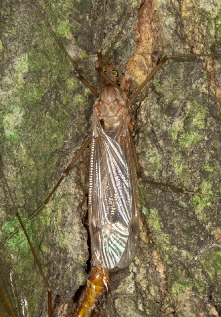 Tipula (Lunatipula) duplex? Tipulidae