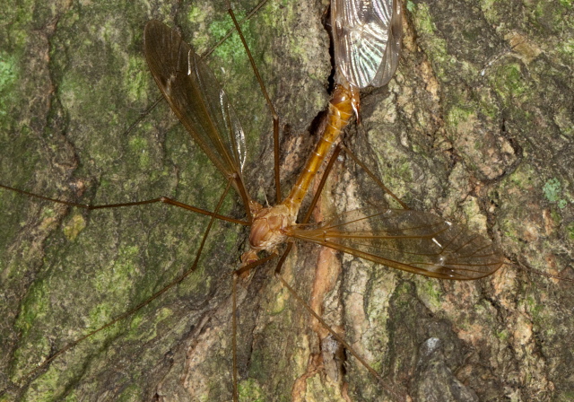 Tipula (Lunatipula) duplex? Tipulidae