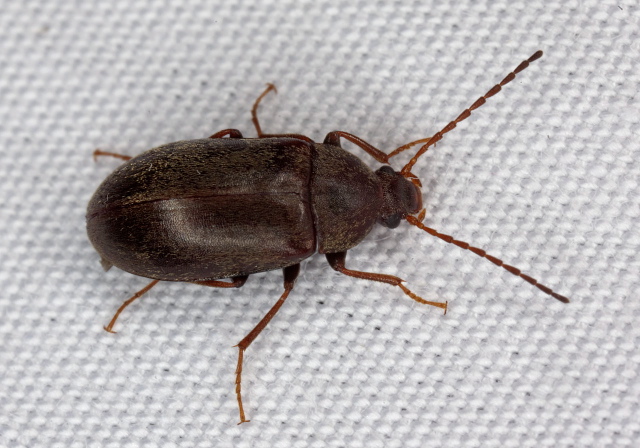 Isomira sp. Tenebrionidae